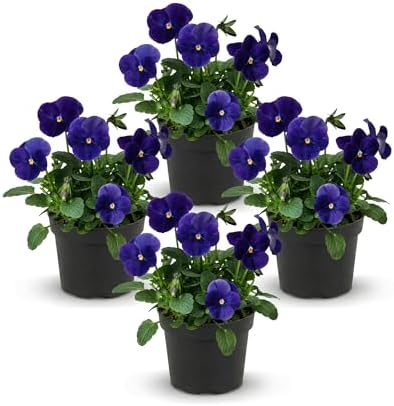 Pansy - Blue (4 Pack), Live Winter Flowering Annual, Beautiful Winter Color, 6" Tall by 4" Wide in 1 Pt Pot by TheThreeCompany