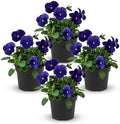 Pansy - Blue (4 Pack), Live Winter Flowering Annual, Beautiful Winter Color, 6" Tall by 4" Wide in 1 Pt Pot by TheThreeCompany