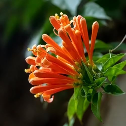Flame Vine Plant Seeds, 100+ Climing Firecracker Vine Seeds Attracts Pollinators, Heirloom Pyrostegia Venusta Flower Seed for Garden Home Outdoor - Image 4