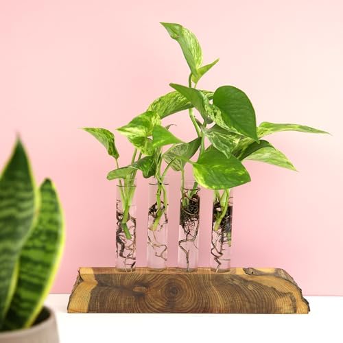 Plentiful Pothos & Philodendron (6 Pack), Pothos Live Plant Decor, Easy Indoor House Plants for Beginners, Marble Queen, Golden, Variegated Varieties - Image 4