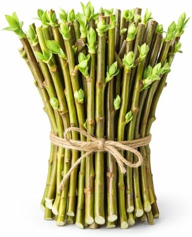 Hybrid Willow Tree Cuttings – Fast Growing Privacy & Shade Trees – Easy to Root Live Cuttings – Cold Hardy, High Yield Trees for Screens & Windbreak (25 Cuttings) by CZGrain