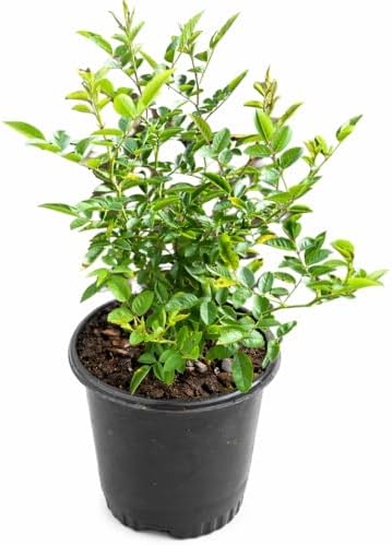 Peggy Martin Climbing Rose - 16-28" Tall Live Plant - 3 Gallon Pot - Image 2