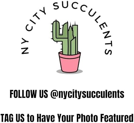 Live Succulents 4.5 Inch Pink Lady Callisia Repens with Hanging Basket - Turtle Vine Succulents Plants Live - Fully Rooted Easy to Grow Houseplants for Home Office Wedding Decor & Gift - Image 6