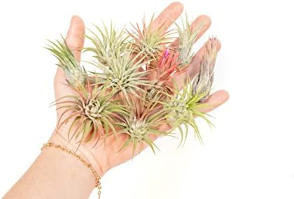 Air Plant Shop 12 Pack Assorted Ionantha Air Plants - Wholesale and Bulk - Succulents - Live Tillandsia - Easy Care Indoor and Outdoor House Plants - Image 4