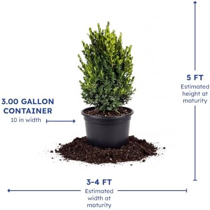 Green Mountain Boxwood, Live Evergreen Shrub, 3 Gallon - Image 4