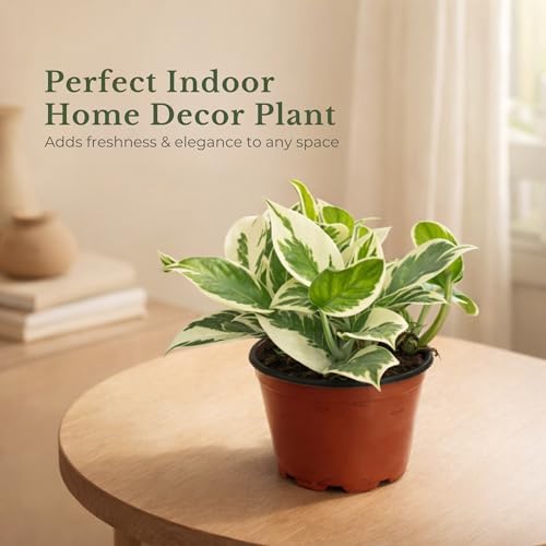 Pothos N'Joy Live Plant, 4 Inch Variegated Indoor Houseplant - Image 3