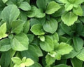 Pachysandra Common Ground Cover Bare Root Plants 25 Pack by Unknown
