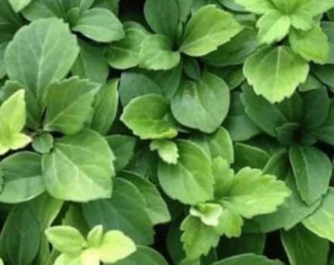Pachysandra Common Ground Cover Bare Root Plants 25 Pack by Unknown