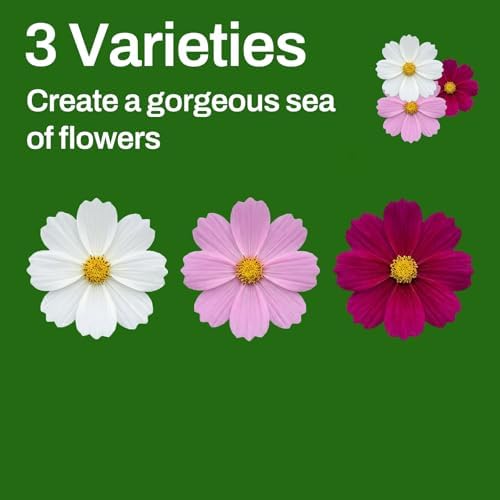 LUOJIBIE Cosmos Seeds, 8500+ Mixed Colors Cosmos Seeds for 2026, High Germination Non-GMO Cosmos Flower Seeds for Planting, Wildflower Seeds for Planting Indoor Outdoor, Open Pollinated - Image 2