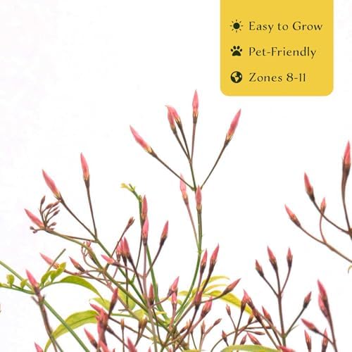 6 Pink Jasmine – Highly Fragrant White-Blooming Evergreen Climbing Vine for Trellises, Fences & Containers (Jasminum polyanthum) in 2.5″ Cubes, Live Plants - Image 5