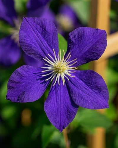 Perennial Farm Clematis 'Jackmanii' Hybrid – Live Flowering Vine in 4 Quart Container, Large Deep Purple Blooms, Vigorous Grower, Long Blooming, Ideal for Trellises, Fences & Garden Arches - Image 3