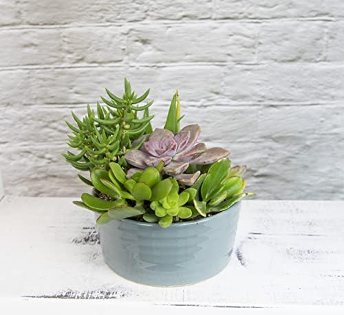 Succulents Plants Live in Garden Succulent Planters, Live Succulent Plants Live Plants in Atlantic Blue Pot, Live Succulents Unique Gardening Gifts for Plant Lovers, Succulent Gifts by Plants for Pets - Image 4