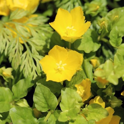 Golden Creeping Jenny Plant Live, Perennial Ground Cover, 2-5 Inch Tall - Image 4