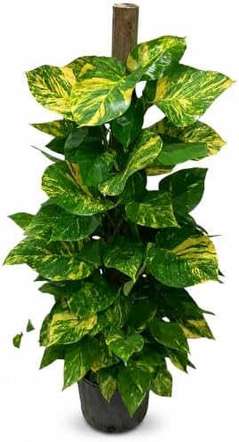 Golden Hawaiian Pothos Totem Pole, 8 Inch Grower Pot, Tall Climbing Plant by NYCitySucculents