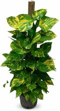 Golden Hawaiian Pothos Totem Pole, 8 Inch Grower Pot, Tall Climbing Plant by NYCitySucculents