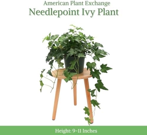 American Plant Exchange English Ivy 'Needlepoint' – 6-Inch Pot, Live Trailing Vine, Low-Maintenance Air-Purifying Houseplant for Hanging Baskets, Shelves & Indoor Home or Office Décor - Image 2