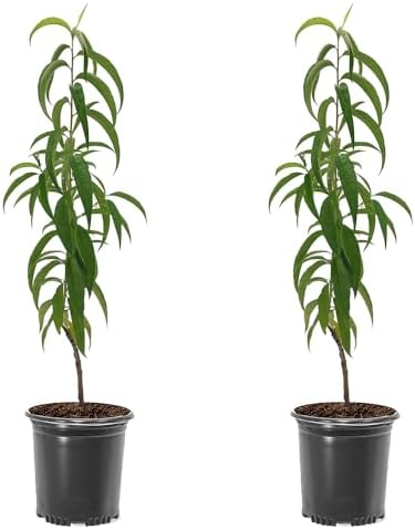 Early Grande Peach Tree, 2 Trees by Unknown