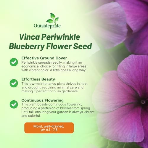 Outsidepride Blueberry Periwinkle Seeds for Planting – 50 Pcs Annual, Fast-Blooming, Heat & Drought Tolerant Vinca Flower Seeds with Vibrant Colors Ideal for Gardens, Beds, Borders & Containers - Image 3