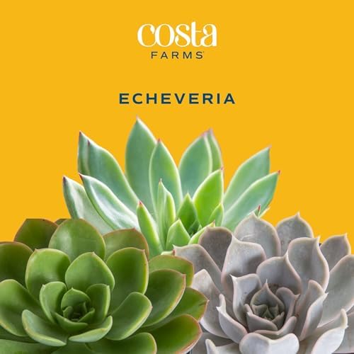 Costa Farms Succulents, Live Indoor Plant, Easy Care, Home Decor - Image 4