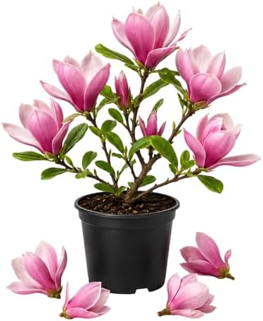 Jane Magnolia Flower Tree Live Plant, Spring Bloom Tree, 2.5'' Pot by Unknown