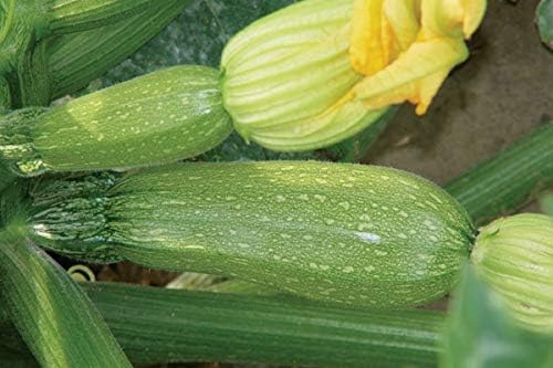 Grey F1 Hybrid Squash Seeds A Great Tasting Zucchini - Very Prolific(25 - Seeds) - Image 3