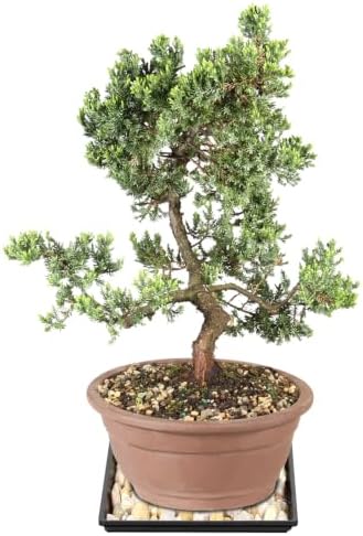 Brussel's Bonsai - Large Juniper Live Bonsai Tree with Tray, Indoor Plant - Image 2