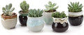 T4U Mini Ceramic Succulent Pots, Small Gift Planters, Retro Decor Set of 6 by T4U