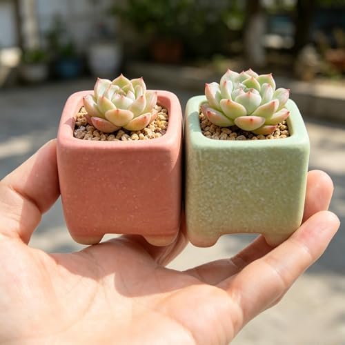 12-Pack 1.6" Modern Square Succulent Pots with Large Drainage Hole - Rustic Morandi Stone Textured Ceramic Planters, Mini Pots for Air Plants, Fairy Gardens (Mustard Yellow) - Image 5