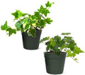 American Plant Exchange English Ivy Bundle, 2 Pack 4-Inch Pots, Green and Variegated, Vining Houseplants, Live Indoor Plants, Fast Growing, Easy to Care, Versatile Home & Garden Décor by AmericanPlantExchange