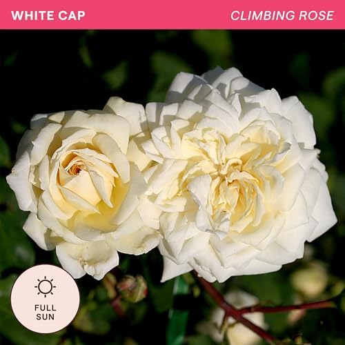 Heirloom Climbing Roses, Live Own Root Plant, White Cap - Image 4