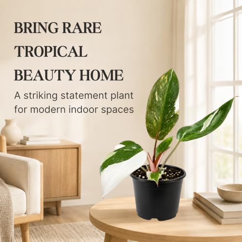 Philodendron Red Anderson Live Plant, 4 Inch Rare Variegated Houseplant - Image 6