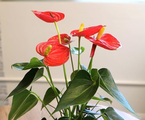 4" Red Anthurium Live Plant Decor, Live House Plants, Anthuriums Live Plants Indoor Plants Live Houseplants, Real Plants Indoor Live Plants, Easy Plant Lover Gifts for Plant Lovers by Plants for Pets - Image 2