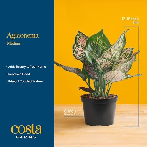 Costa Farms Chinese Evergreen, Live Indoor Plant, Easy Care, Home Decor - Image 4