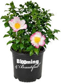 Hana Jiman Camellia, Live Evergreen Flowering Shrub, 3 Gallon by BloomingBeautiful