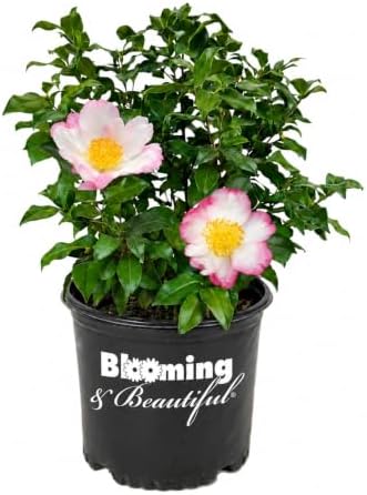 Hana Jiman Camellia, Live Evergreen Flowering Shrub, 3 Gallon by BloomingBeautiful