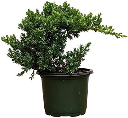 Healthy Juniper Outdoor Bonsai Tree - Easy to Care for, Responds Well to Wiring and Reshaping, Strictly an Outdoor Tree (Not Sold in California) by BonsaiOutlet