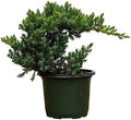 Healthy Juniper Outdoor Bonsai Tree - Easy to Care for, Responds Well to Wiring and Reshaping, Strictly an Outdoor Tree (Not Sold in California) by BonsaiOutlet
