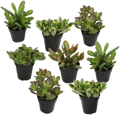 Altman Plants Live Jade Plant Collection (8PK), Classic Jade Plants in 2.5" Pots, Mini Succulents, Sunset Jade, Live Succulents, Crassula Ovata, Variegated Live Plants & House Plants in Succulent Soil - Image 7
