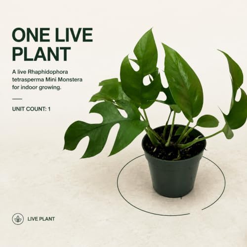 Mini Monstera Live Plant, 4 Inch Rare Rhaphidophora Tetrasperma - Image 6