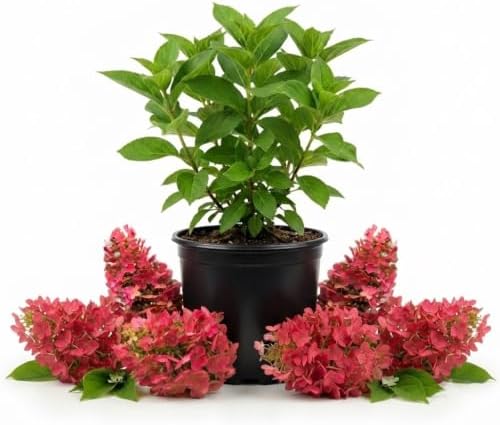 Ruby Hydrangea Live Plant, Flower Bush, 7-12 Inch Tall, 4 Inch Pot by PlantsSeedsBulbs