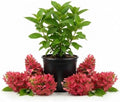 Ruby Hydrangea Live Plant, Flower Bush, 7-12 Inch Tall, 4 Inch Pot by PlantsSeedsBulbs