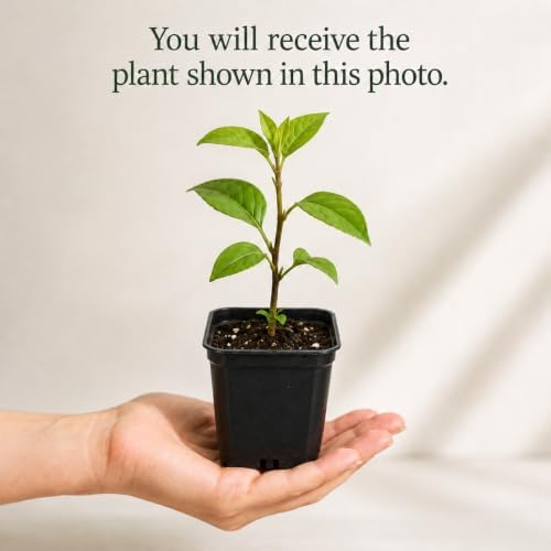 White Dogwood Plant Live for Planting, White Flowering Ornamental Tree, Dogwood Tree, 6-12 Inch Tall, Quart Pot, Dormant in Winter - Image 2