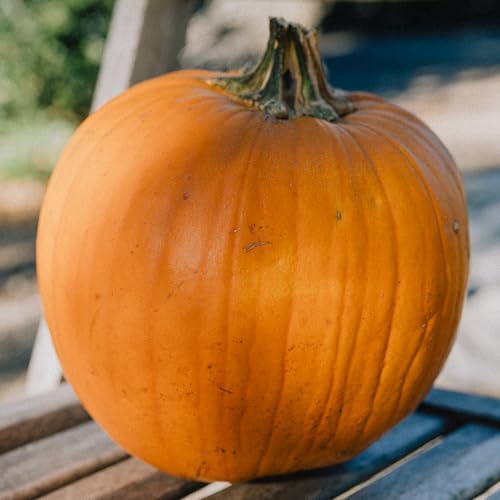Organic New England Pie Pumpkin Seeds: 20 Count - Image 2