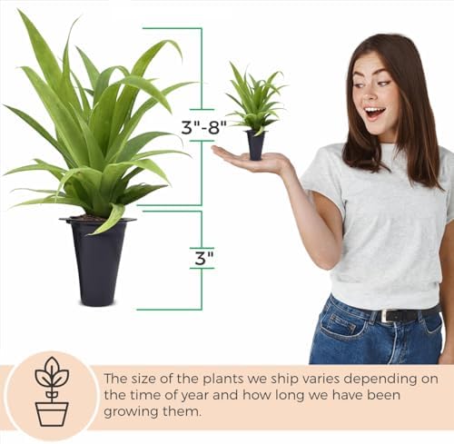 Pineapple Plant White Jade (4 Pack) | Grow Your own Food on Your Edible Organic Garden | Easy to Grow Plants | Edible Fruit Plant for Sustainable Living | Live for Planting | - Image 4