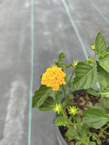 Yellow Lantana Live Plant, 1 Gallon, Flowering Perennial Ground Cover - Image 2
