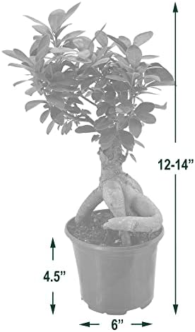 Arcadia Garden Products LV62 Ginseng Ficus Live Indoor Bonsai Plant in 6 in. Plastic Grower Pot, 6 Inch, Green *Sold By Amazon and Arcadia Garden Products* - Image 4