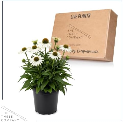 Coneflower (Echinacea) - White Blooms, Live Pollinator-Friendly Flowering Perennial, 12" Tall by 6" Wide in 2 Qt Pot - Image 5