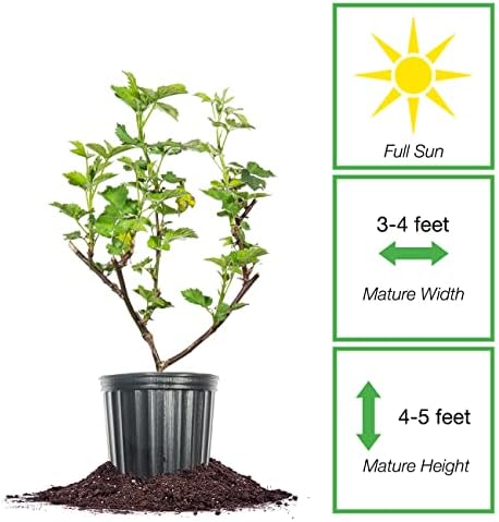 Perfect Plants Triple Crown BlackBerry Bush, 1 Gallon, Live Plant - Image 2