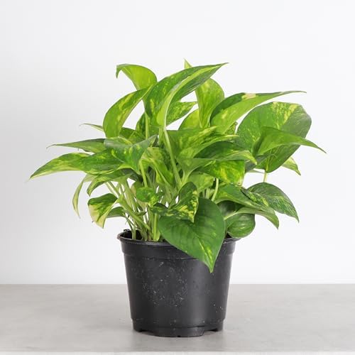 Live Golden Pothos, Indoor Vining Plant, Easy to Grow, 6" Pot - Image 4