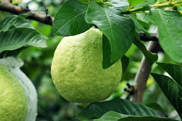 Pink Guava Live Plant 4 to 6 Inch Tall, Sweet Tropical Fruit Tree, Frangant White Flowers Plant for Outdoor Garden - Image 4